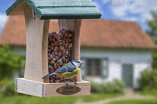 Blue tit