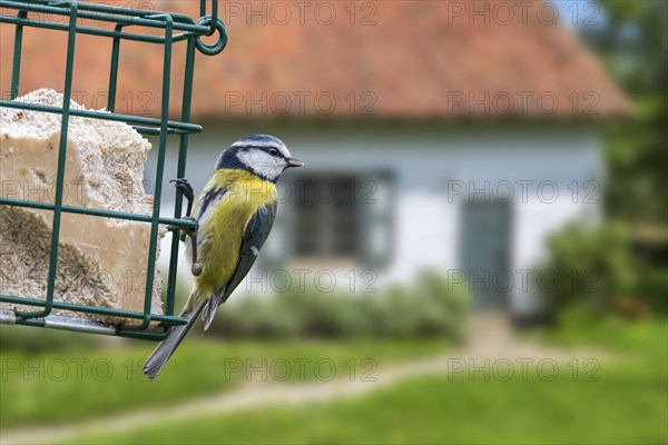 Blue tit