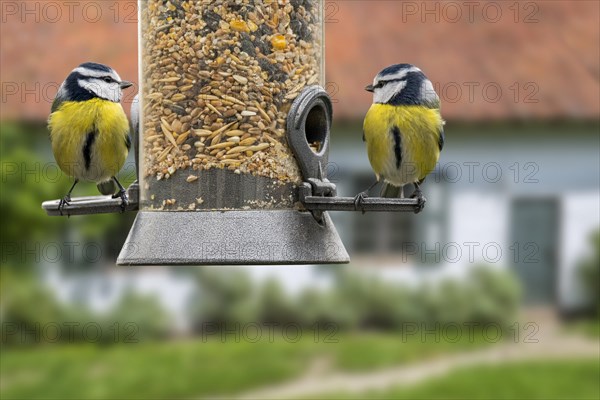 Two blue tits