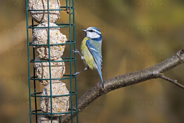 Blue tit