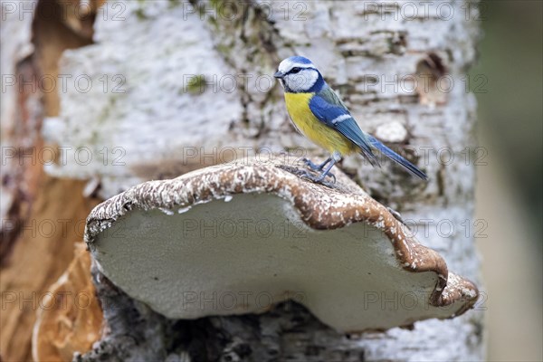 Blue tit