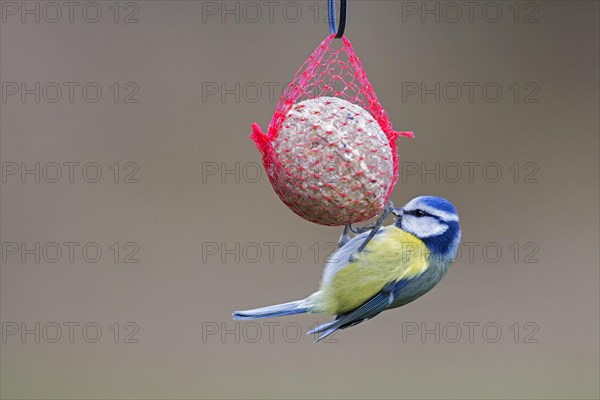 Blue tit