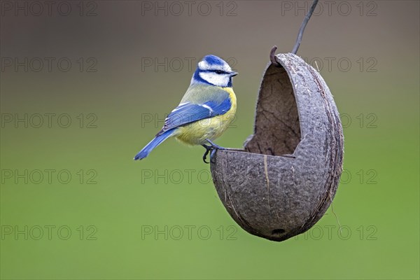 Blue tit