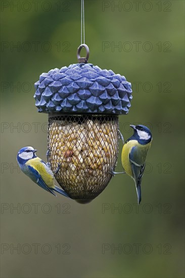 Blue tit