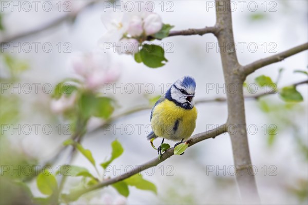 Blue tit