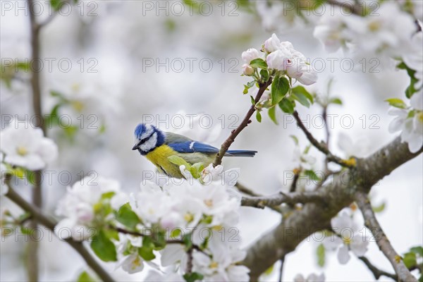 Blue tit