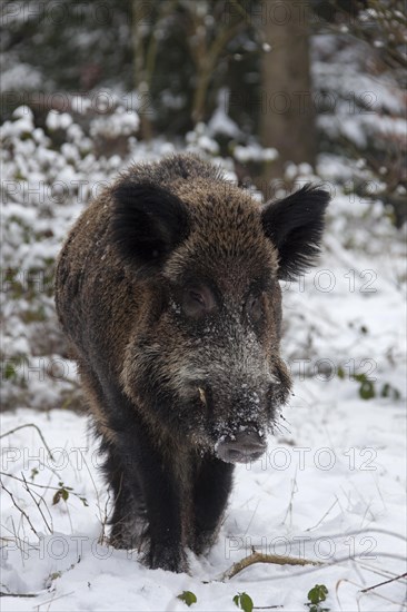 Wild boar