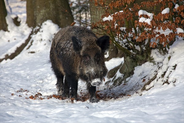 Wild boar