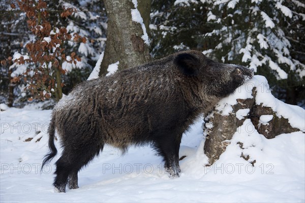 Wild boar