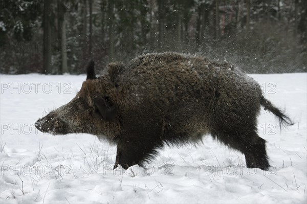 Wild boar