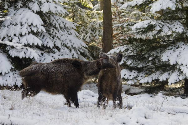 Wild boars