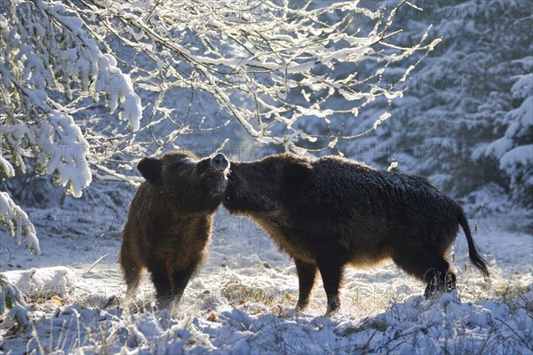 Wild boars