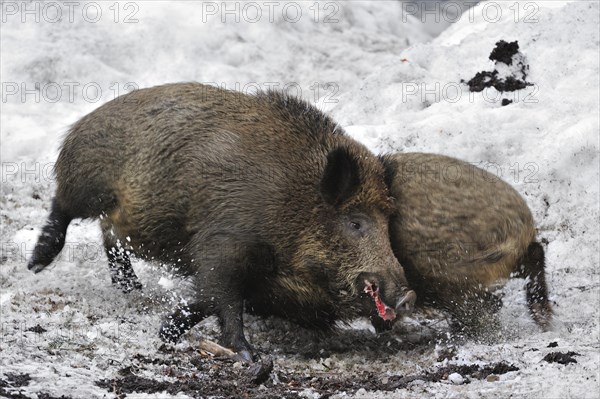 Two wild boars