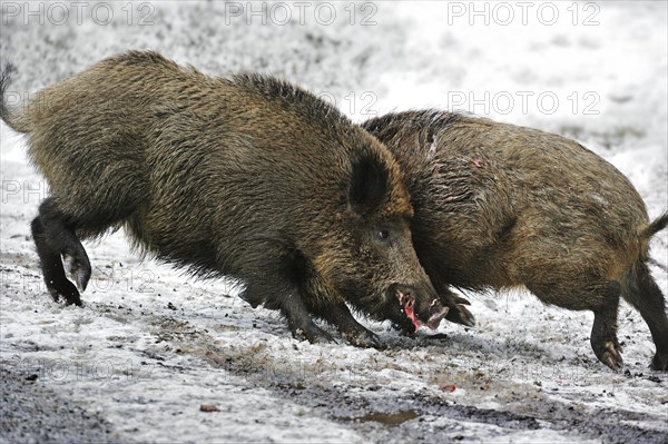 Two wild boars