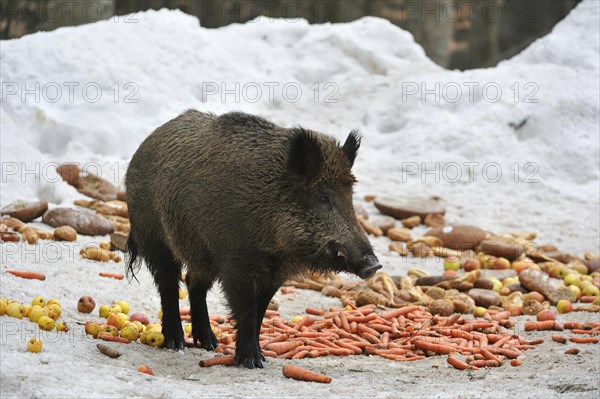 Wild boar