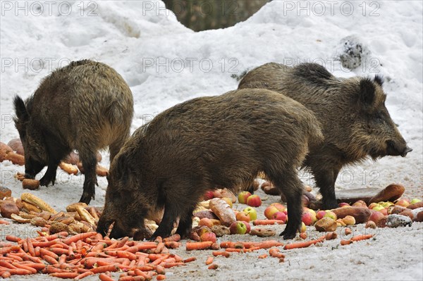 Wild boars