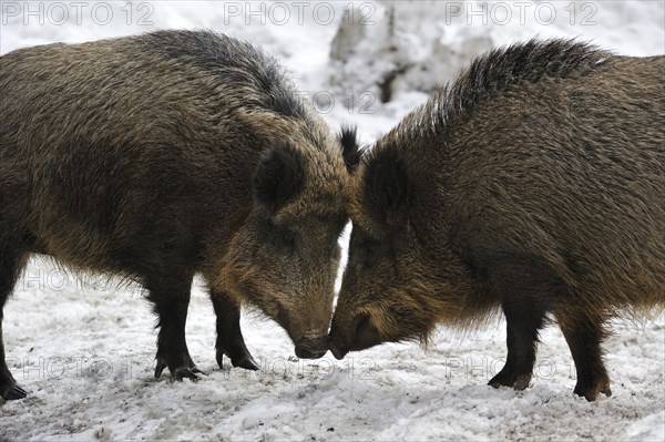 Two aggressive wild boars