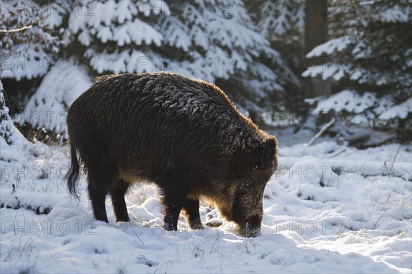 Wild boar