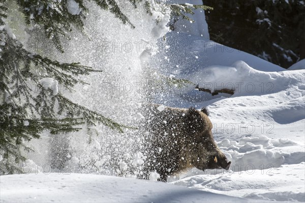 Snow falling from pine tree on wild pig