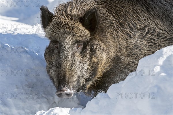 Close up portrait of wild pig