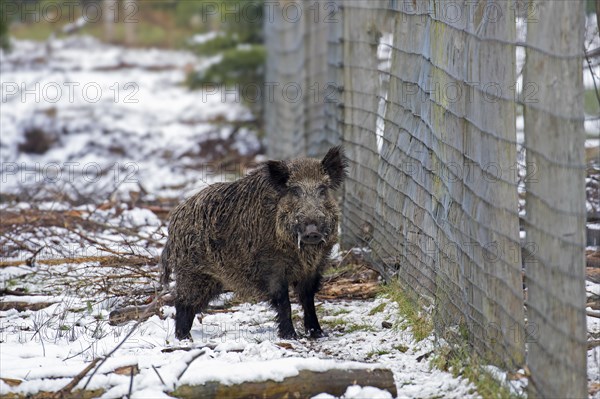 Wild boar