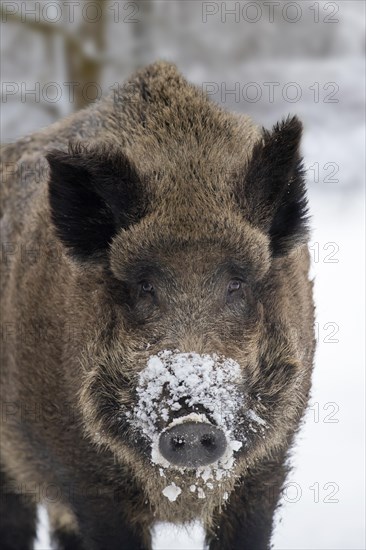 Solitary wild boar