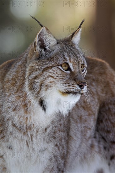 Close up of Eurasian lynx