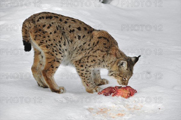 Eurasian lynx