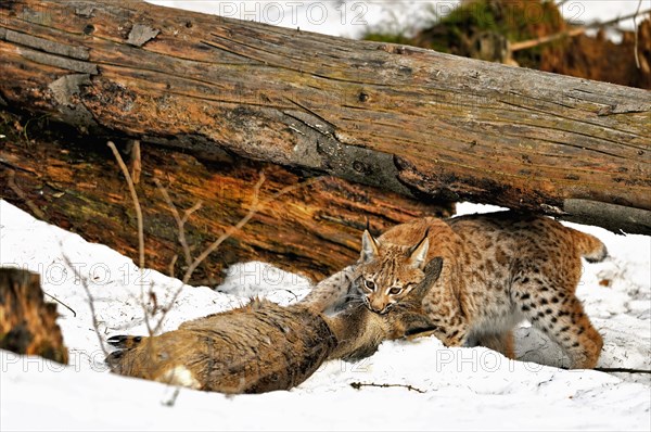 Eurasian lynx