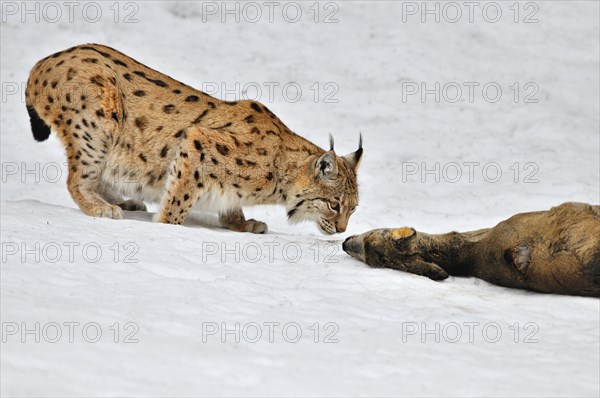 Eurasian lynx