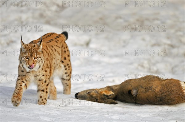 Eurasian lynx