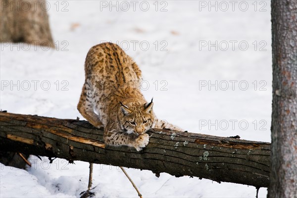 Eurasian lynx