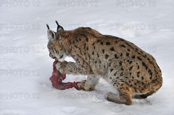 Eurasian lynx