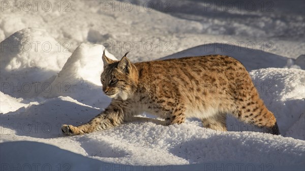 Eurasian lynx