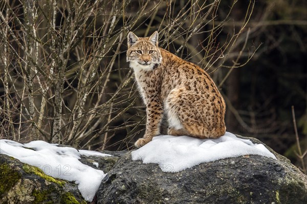 Eurasian lynx