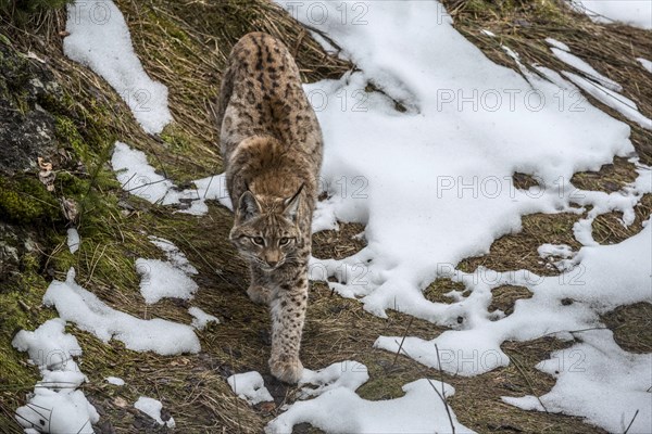 Eurasian lynx