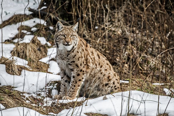 Eurasian lynx