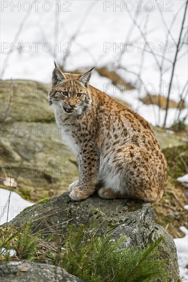 Eurasian lynx