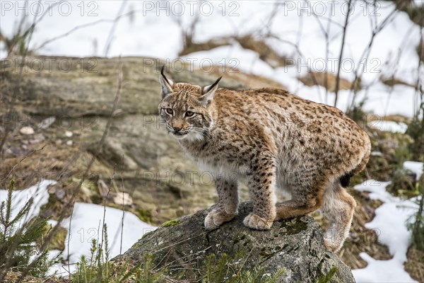 Eurasian lynx