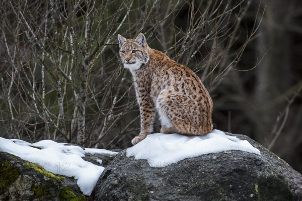 Eurasian lynx