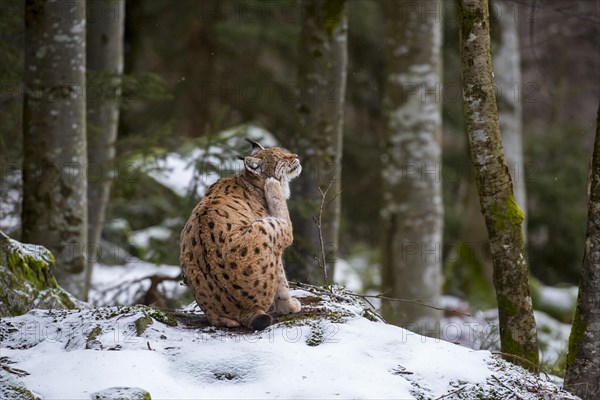 Eurasian lynx