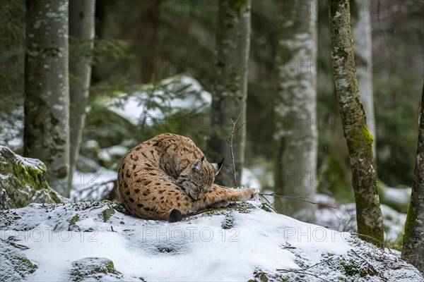 Eurasian lynx