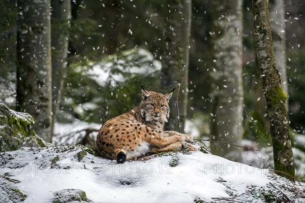 Eurasian lynx