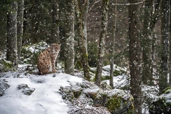 Eurasian lynx