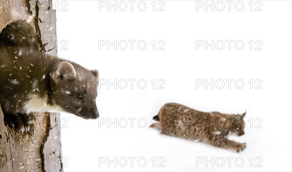 European pine marten