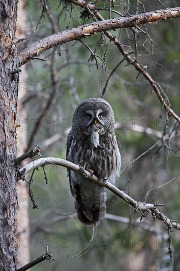 Great grey owl