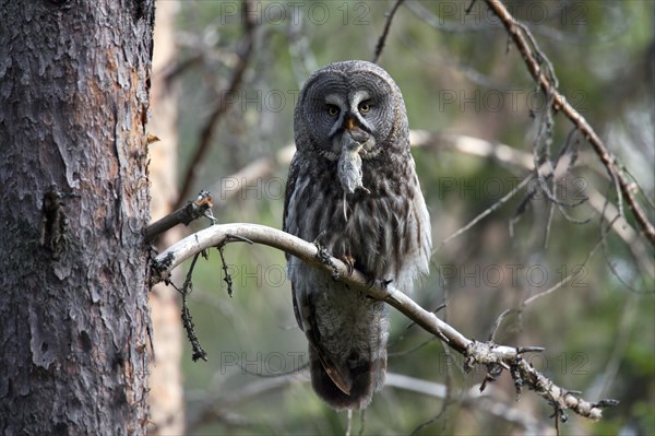 Great grey owl