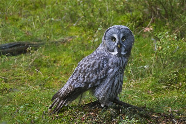 Great grey owl