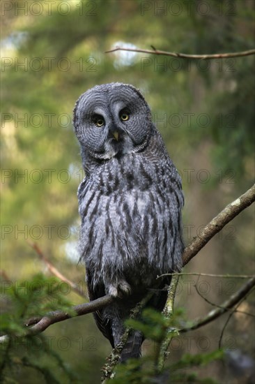 Great grey owl