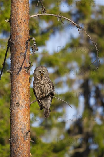 Great grey owl